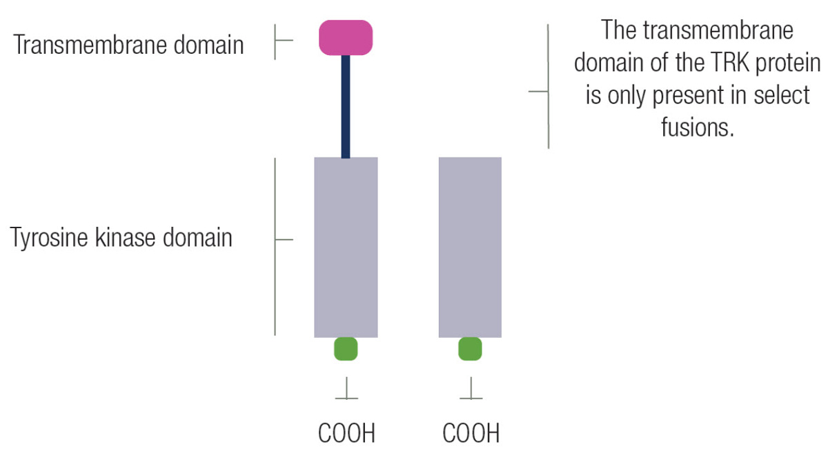 Ntrk Gene Fusions Oncologypro