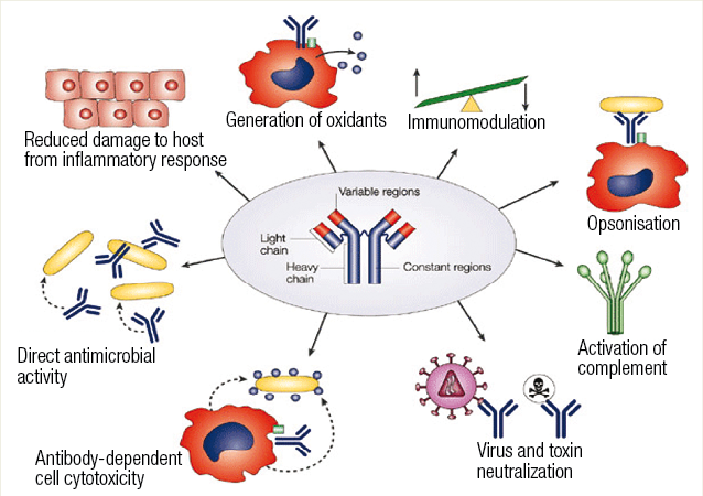 The Immune System: Immune System Activity