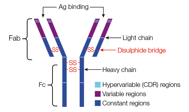 Immunoglobulins-and-B-cell-Development-Figure-1 i1200