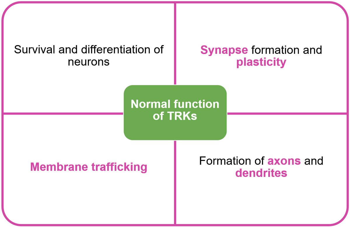 Structure and Function