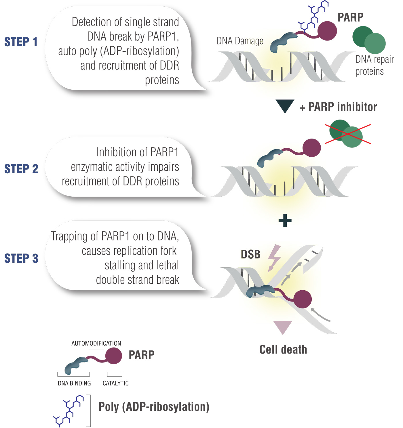 Zejula Niraparib First Parp Inhibitor Approved For