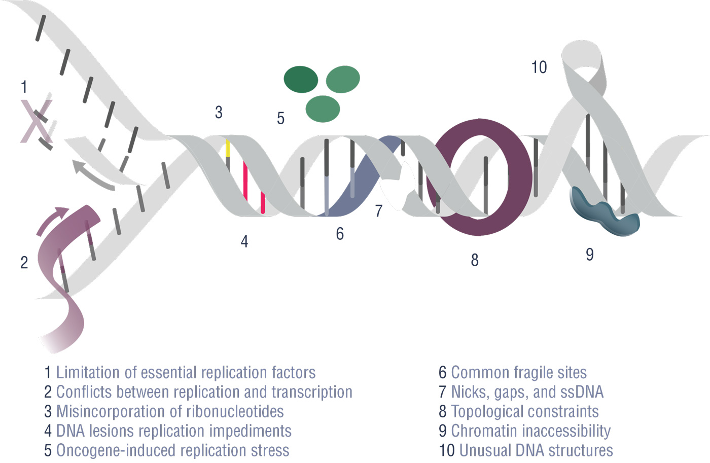 Dna Damage Response Oncologypro